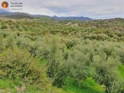 Agia Galini Kreta, Ag. Galini Olivenhain 130.000 m². Grundstück kaufen